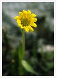 Arnica alpina * Alpine Sunflower - Baffin Island - Aug 1978 * 3328 x 4706 * (4.16MB)